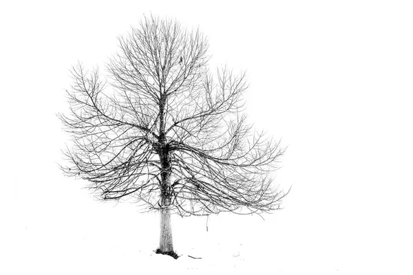 Portret Drzewa Zimie Okryty Lutową Mgłą Śniegiem Alpach Recoaro Mille — Zdjęcie stockowe
