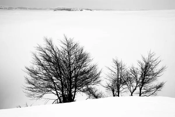 Retrato Árbol Invierno Envuelto Por Niebla Nieve Los Alpes Recoaro — Foto de Stock