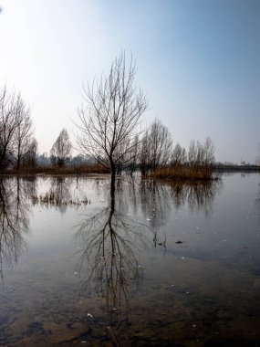 Bitkiler İtalya 'nın Vicenza kenti yakınlarındaki gölün sakin sularına yansımaktadır.