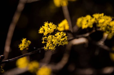 Grancona, Vicenza, İtalya 'da ilkbaharda sarı bir Cornus mas' a yakın.