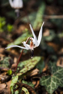 Erythronium Den-Canis çiçeğini kapatın.