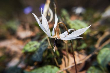 Erythronium Den-Canis çiçeğini kapatın.
