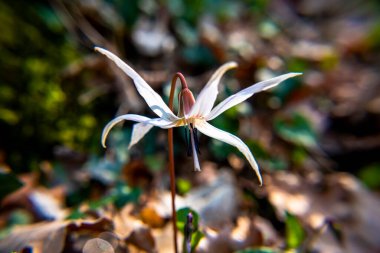 Erythronium Den-Canis çiçeğini kapatın.