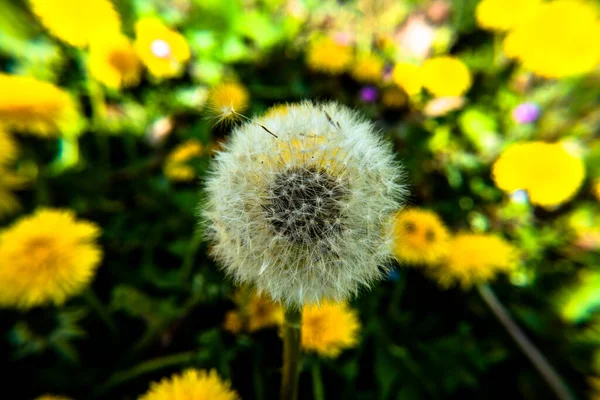 Nahaufnahme Eines Löwenzahns Auf Einem Feld Mit Gelben Blumen Montemezzo — Stockfoto