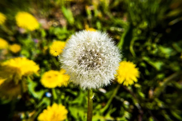 Nahaufnahme Eines Löwenzahns Auf Einem Feld Mit Gelben Blumen Montemezzo — Stockfoto