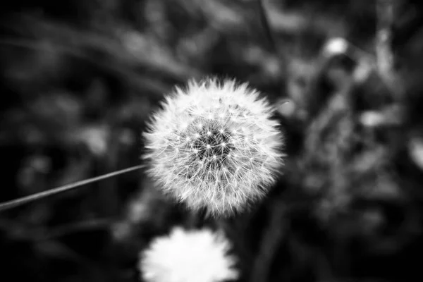 Close Dandelion Field Yellow Flowers Montemezzo Vicenza Italy — Stock Photo, Image