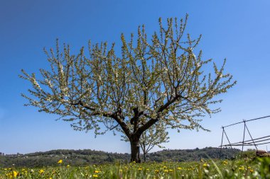 Montemezzo, Vicenza, İtalya 'da tepelerin arasında çiçek açan kiraz ağacı