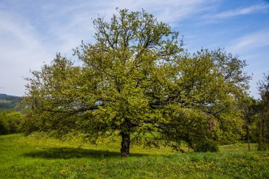 İtalya, Vicenza 'da laik meşe ağacı