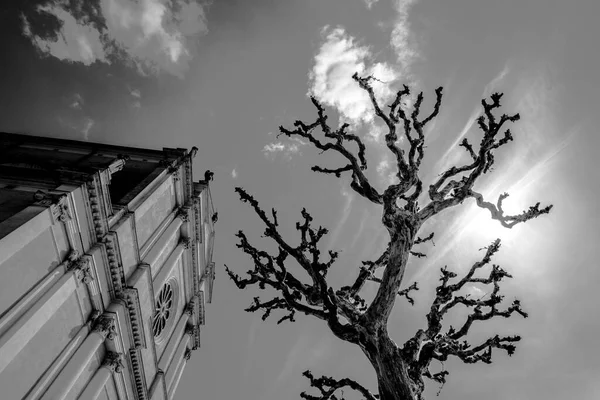 Perto Uma Árvore Solitária Início Primavera Com Céu Nuvens Como — Fotografia de Stock