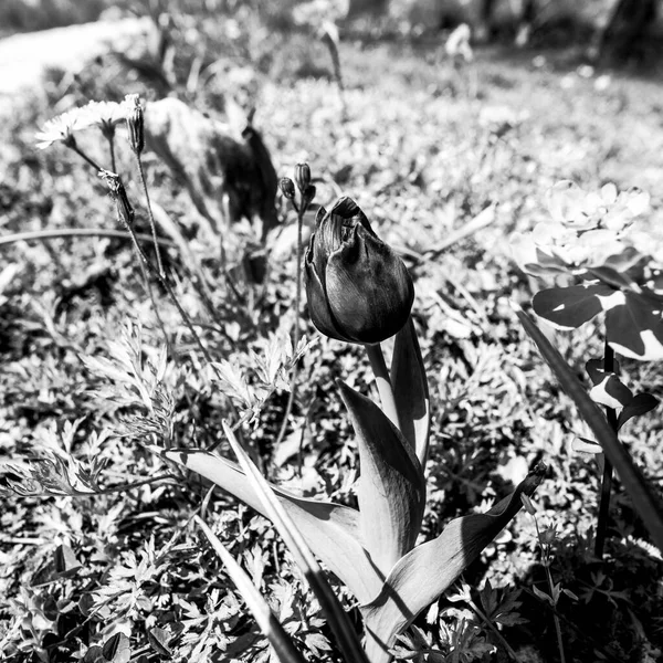 Nahaufnahme Einer Tulipa Gesneriana Oor Tulpe — Stockfoto