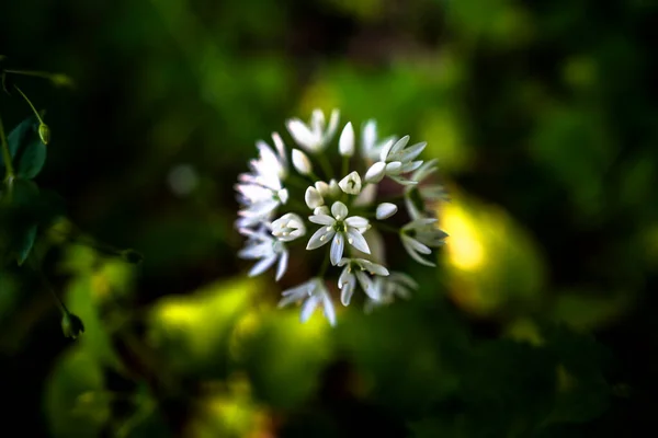 Gros Plan Fleur Ail Sauvage Sovizzo Vicence Italie — Photo