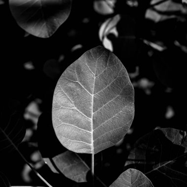 Cotinus coggygria yaprağının ayrıntıları