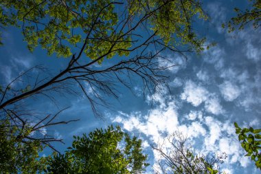 Bulutlar ve mavi gökyüzü ağaçların arasında