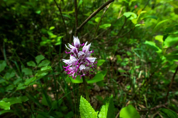 Zbliżenie Dzikich Orchidei Simia Lam — Zdjęcie stockowe