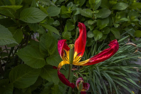 Gros Plan Tulipe Sauvage Séchée — Photo