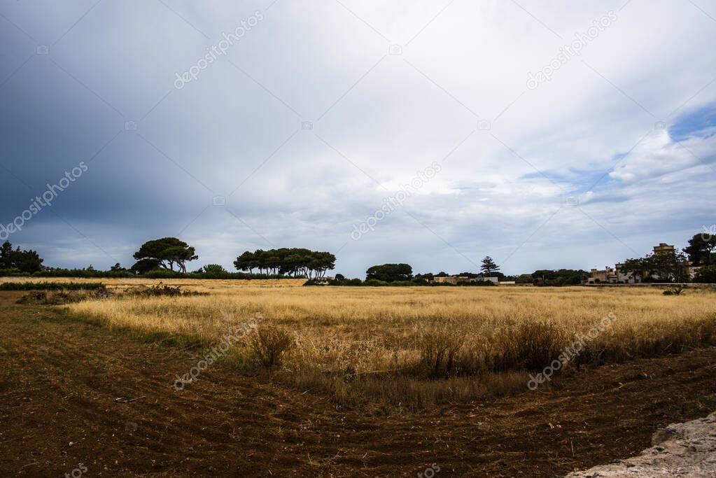image of the abandoned yellow fields burned by the first heat of June at the gates of Marsala Trapani Sicily Italy