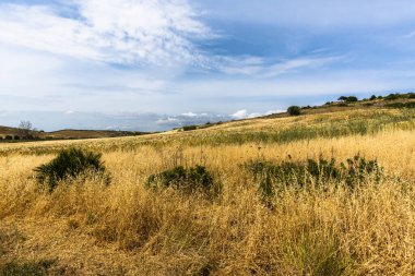 Selinunte Trapani İtalya arkeoloji parkındaki sarı buğday yeşili zeytin korulukları ve sıra sıra asma ağaçlarıyla dolu tepelerin manzarası