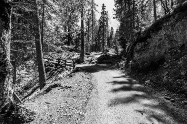 road through the woods of the Dolomites of Cortina d'Ampezzo in the upper Valle del Boite Belluno Italy