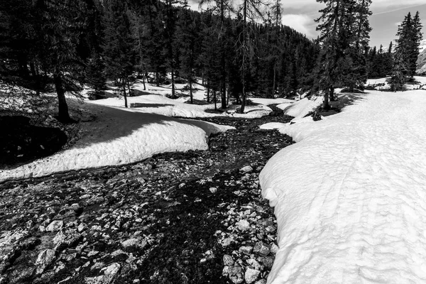 Bach Den Dolomitenwäldern Von Cortina Ampezzo Oberen Valle Del Boite — Stockfoto