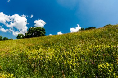 Vicenza Veneto İtalya 'daki Lessinia Doğal Parkı' nda mavi gökyüzü ve beyaz bulutlarla kaplı tepeler ve bahar çiçekleri.