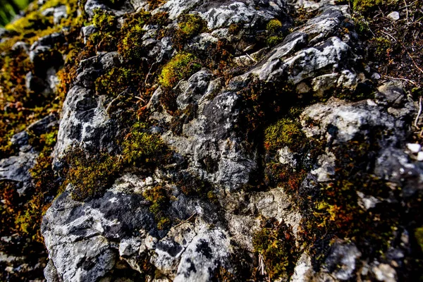 Nahaufnahme Eines Grauen Felsens Mit Grünem Moos — Stockfoto
