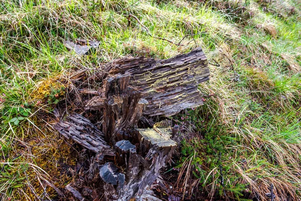 tree broken by the force of nature in the Belluno Dolomites in Cortina D Ampezzo in the Boite basin in Belluno Veneto Italy