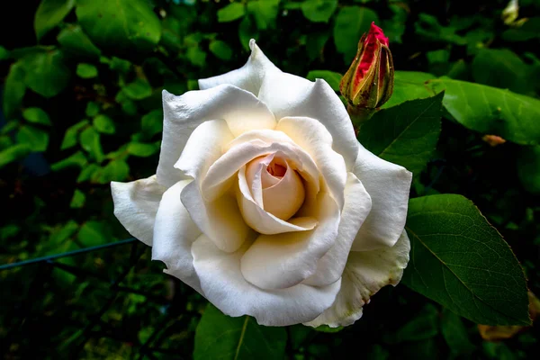 Nahaufnahme Einer Weißen Rose Mit Schwarzem Und Grünem Hintergrund — Stockfoto