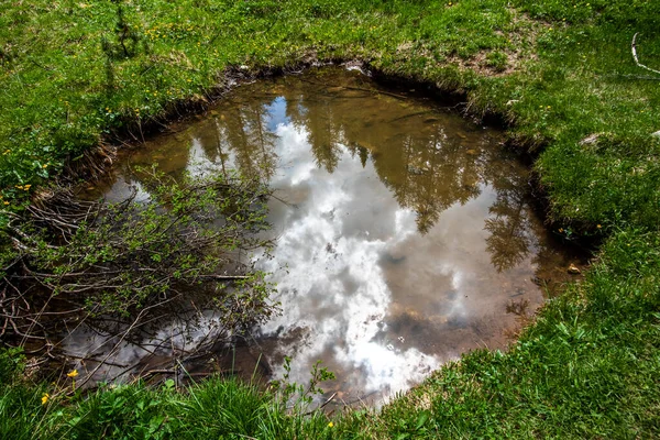 Облака Отражаются Луже Воды Сосновыми Ветвями Фальцарего Кортина Ампеццо Беллуно — стоковое фото