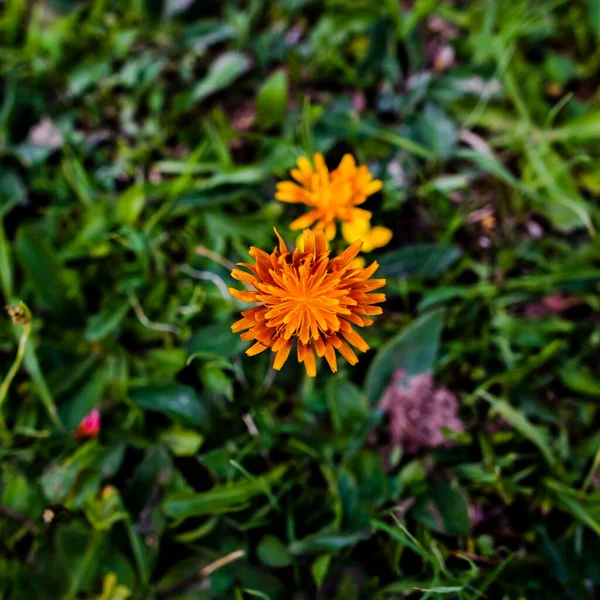 Close Van Oranje Crepis Aurea Domegge Cadore Belluno — Stockfoto