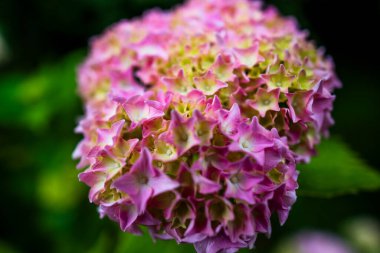 Pembe bir Hydrangea Makrophylla 'nın kapağı.
