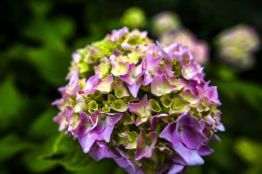 Pembe bir Hydrangea Makrophylla 'nın kapağı.