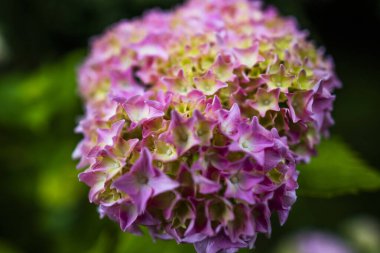 Pembe bir Hydrangea Makrophylla 'nın kapağı.