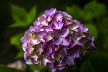 Pembe bir Hydrangea Makrophylla 'nın kapağı.