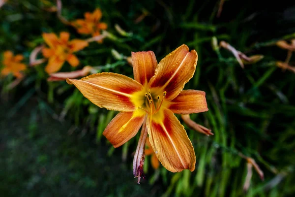 Close Orange Hemerocallis Fulva — Stock Photo, Image