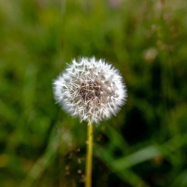 Close Dandelion Mountains Revine Lago Treviso Veneto Italy — стоковое фото