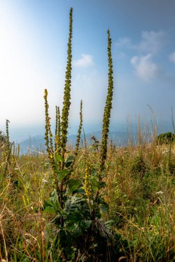 auto_awesomeTraduci da: Corsovolume_up64 / 5000Risultati della traduzioneclose up of Verbascum nigrum in Revine Lago Treviso Veneto Italy