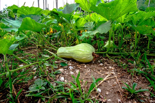 Gros Plan Une Citrouille Verte Dans Potager Revine Lago Treviso — Photo