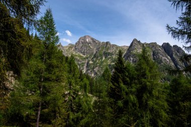 Trentino 'daki Lagorai dağlarının görkemli kayalık zirveleri açık bir yaz gökyüzü altında sık çam ormanlarının üzerinde yükseliyor. Dokunulmamış dağ yaban hayatı ve doğal güzellik..