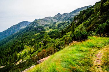 Trentino 'daki Lagorai dağlarının yemyeşil çimenler, çamlar ve yumuşak bulutlu gökyüzünün altındaki kayalık tepelerle kaplı verimli yamaçları. Vahşi ve el değmemiş dağ doğası