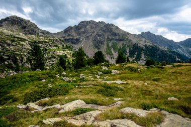 İtalya Trentino 'daki Lagorai dağlarının yamaçlarında dağınık çam ağaçları, yeşil çayırlar ve bulutlu yaz ışığı altında uzak tepeler var..