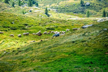 İtalya, Trentino, Lagorai dağlarındaki yeşil bir dağ yamacında ağaçlar ve kayalar altında yaz ışığı altında otlayan koyunlar..