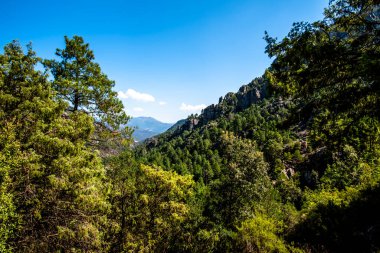Fransa 'nın Korsika kentindeki dik dağ yamaçlarını kaplayan Akdeniz ormanları. Bereketli yeşil dokular, katmanlı bitki örtüsü ve güçlü güneş ışığı seyahat ve sürdürülebilirlik için canlı bir doğal zemin oluşturur.
