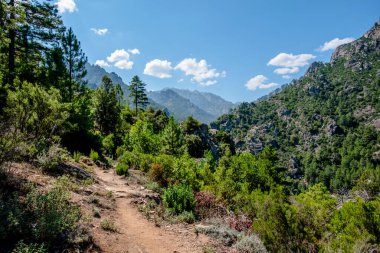 Corte, Corsica, Fransa 'da Akdeniz çam ormanlarıyla çevrili Rocky dağ yolu. Güneş ışığıyla aydınlanan vahşi yol keşif, esneklik ve dokunulmamış doğayla bağlantıyı iletiyor..