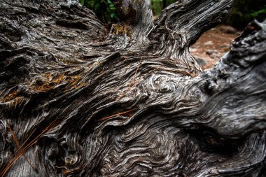 Close-up view of a weathered tree trunk showing twisted wood grain, cracks, and natural patterns, suitable for background, texture, nature, and organic material concepts.