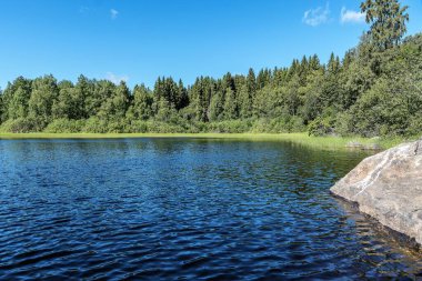 Rusya, Ladoga Gölü, Ağustos 2020. Yeşil göl kıyısı, kayalar ve orman.