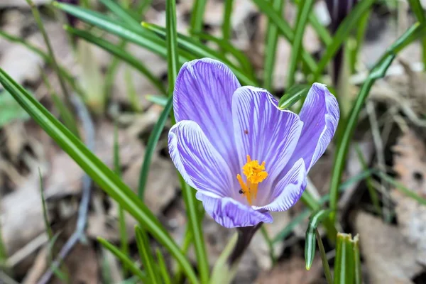 Fialový Krokus Mezi Starými Listy — Stock fotografie