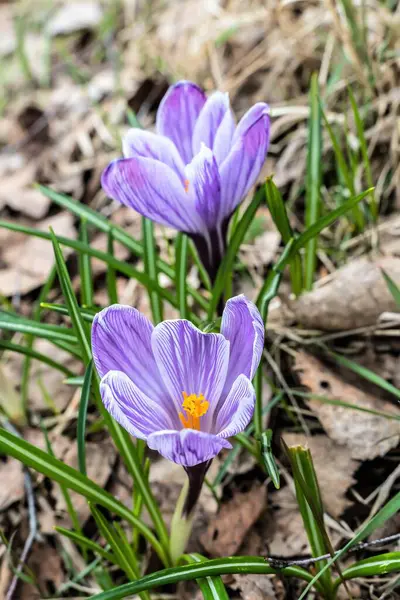 První Jarní Květiny Krokusy Zelenými Listy Mezi Troskami — Stock fotografie