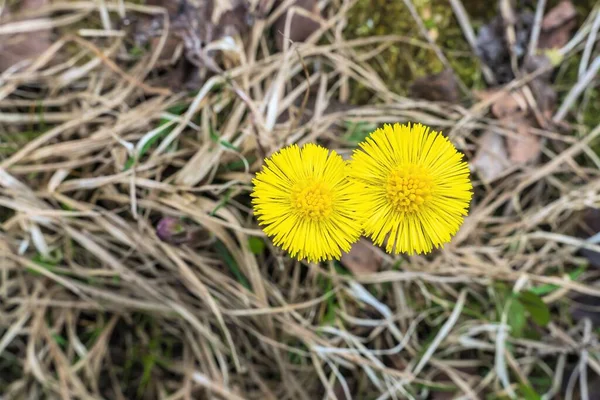 Gelbe Löwenzahnblüten Vor Dem Hintergrund Des Letztjährigen Grases — Stockfoto