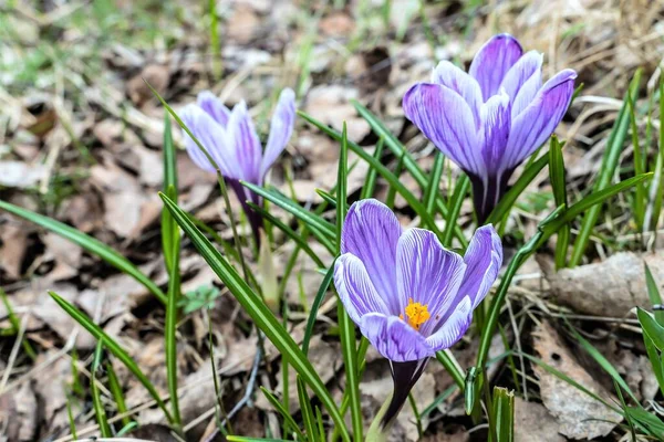 První Jarní Krokusy Mezi Starými Listy — Stock fotografie