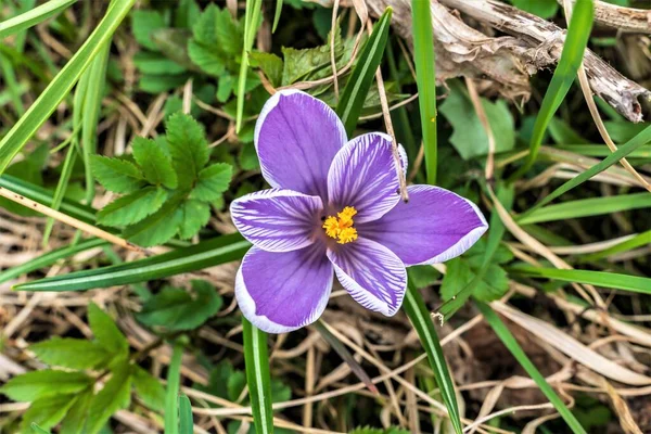 Velký Fialový Krokus Zelenými Listy Jako Přírodní Pozadí — Stock fotografie